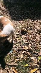 Après avoir découvert le corps sans vie de son petit, cette chienne procède à l'enterrement
