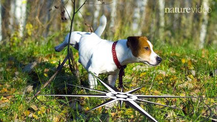 Funny Animal: Top 10 Cutest Animals in Science 2014