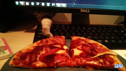Funny Animals: Cats Stealing Pizza Compilation- -- CFS