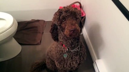 Funny Animals: Poodle vs. Toothbrush