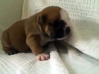 Questo cane è tenerissimo mentre cerca di...
