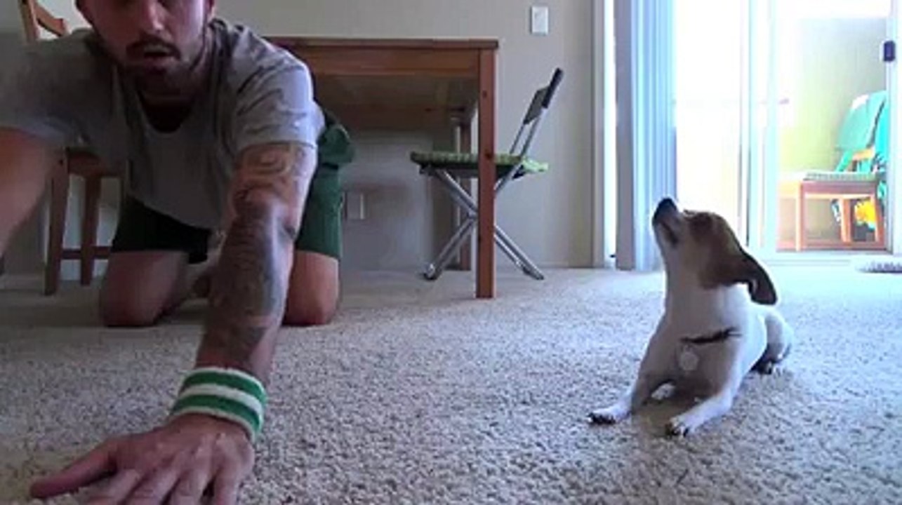 Cane che fa stretching