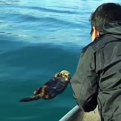 Réveiller une loutre dormant à la surface de l'eau