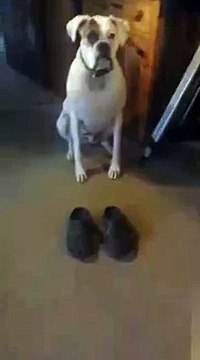 Un chien marche avec des crocs