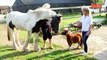 Funny Animals: Tiny Horse- Cute Steed Suffers From Dwarfism