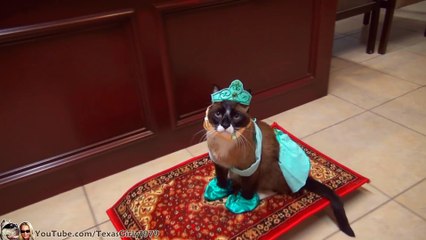 Funny Animals: Cat Riding Magic Flying Carpet. #HappyHalloween I TexasGirly1979