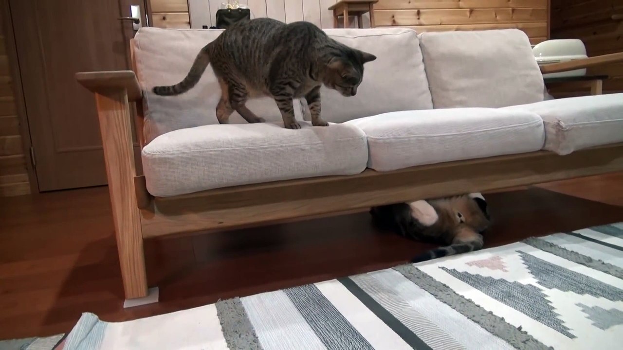 Funny Animals: Maru&Hana7.-