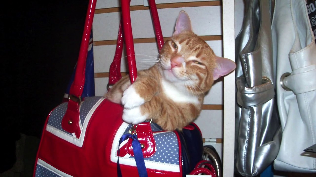 Funny Animals: CAT LOGIC
