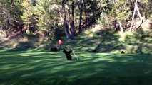 Funny Animals: Baby Bear Circus Act on Golf Course - At Fairmont Hot Springs Resort, BC