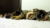 Cutest  cats moments. Kitten Hugs Mom Cat