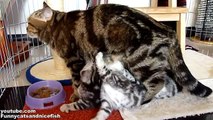 Cutest Cat Moments. Family dinner  for Funny Cats and Cute Kittens