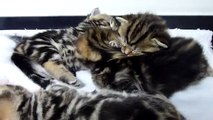Cutest Cat Moments. Fluffy cutest kittens ever - angels