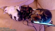 Cutest Cat Moments. Lullaby Cute Kittens