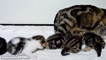 Cutest Cat Moments. The Big Cutest cats Family ever.