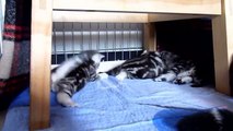 Cutest Cat Moments. The first  game of  kittens !