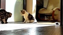 Funny  Cats  Compilation of fighting dancing Cute Kittens