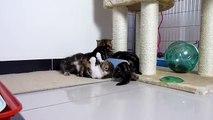 Funny  Kittens playing (Cute fluffy  Cats ninja tricks )