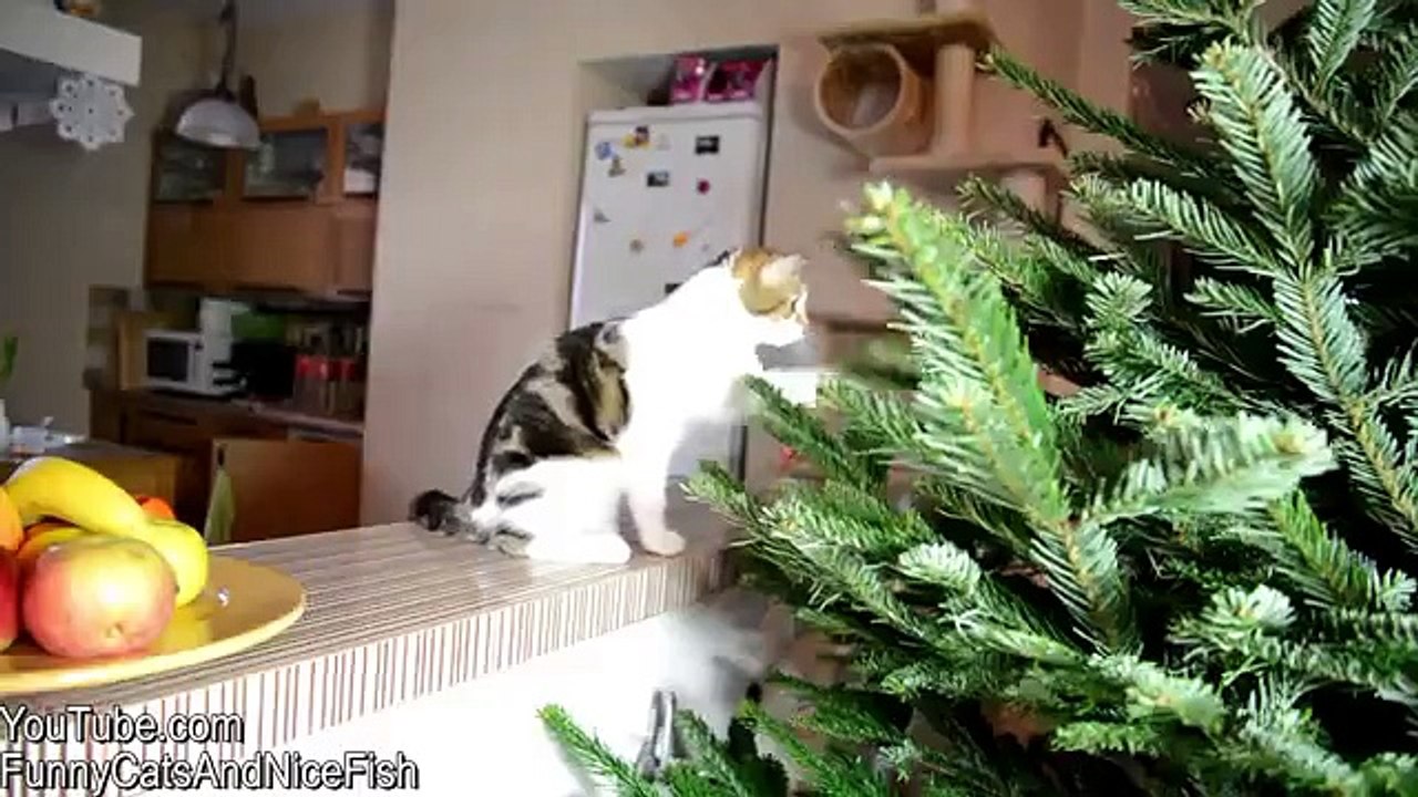 Funny Cat and a Christmas Tree