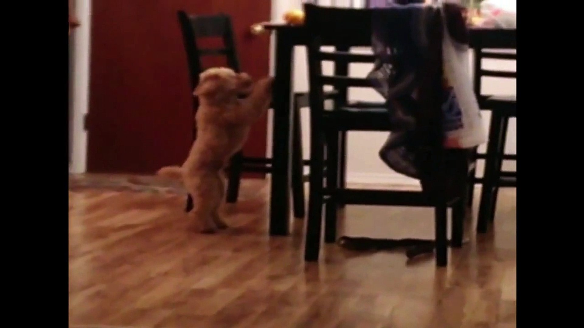 ⁣Smart Dog win Persistent Dog