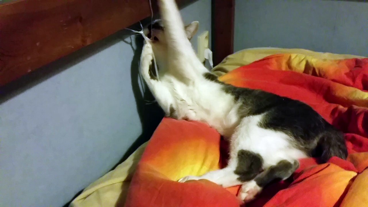 My cat playing with a plastic rope! (November 22nd, 2015 - 11:21 PM)