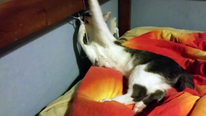 My cat playing with a plastic rope! (November 22nd, 2015 - 11:21 PM)