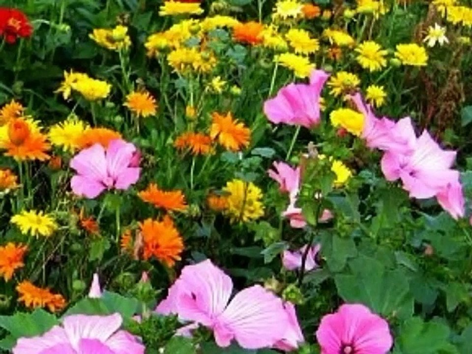 kabi ja ky sohay said song
