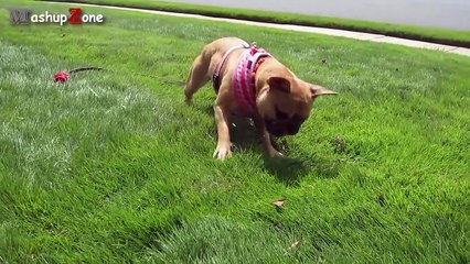 Top 10 Funny Bulldogs - A Funny Bulldog Videos Compilation 2015
