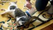 Funny Cats Enjoying Massage Compilation 2014 [NEW]