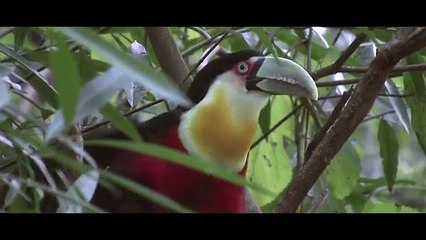 Mr Probz - Waves (Official Video) [Robin Schulz Remix]