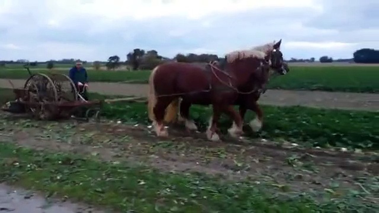 At ile Şeker Pancarı Sökümü