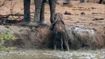 Así es como un bebé elefante es ayudado por sus padres a salir de un agujero con agua