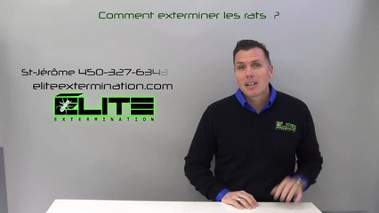COMMENT EXTERMINER LES RATS? ( Élite Extermination )