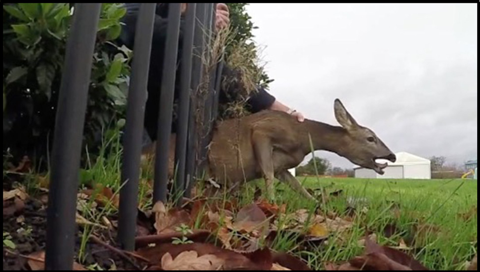 Whitetail Deer Caught On Fence