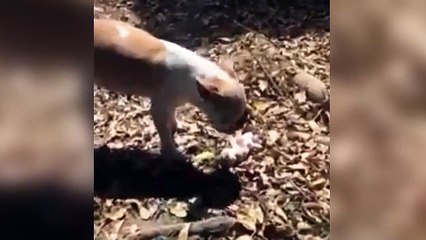 Vidéo émouvante: l'amour d'une chienne qui enterre son bébé dans un jardin