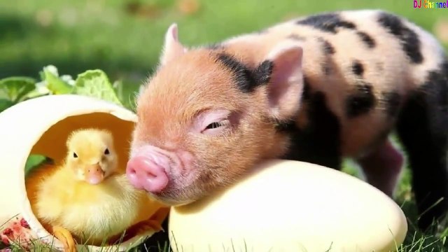 Một con vịt - Nhạc thiếu nhi hay nhất - Giúp bé ăn ngon miệng