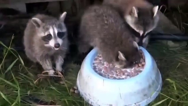 Самые прикольные животные