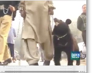 Video of Bear in cant Court