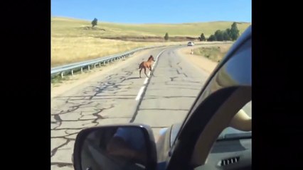 Baby horse saved by stranger on the road