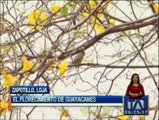 El florecimiento de los guayacanes ya se vive en Loja