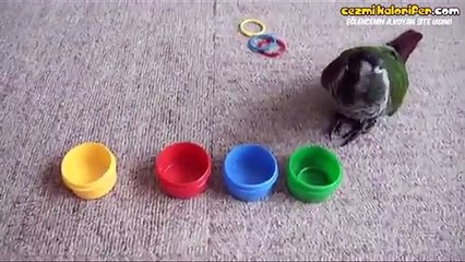 Kuş Beyinli Lafını Rafa Kaldıran Papağan