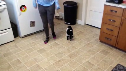 Baby Pygmy Goat Plays Friendly Game Of Follow The Leader