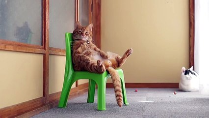 A vida do rei. Gato vermelho engraçado sentado no trono