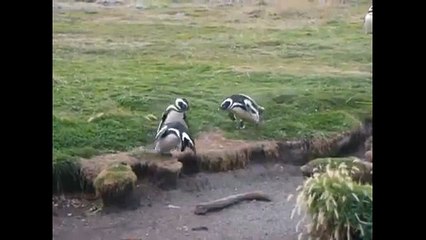 Pinguins vida engraçada e pinguins. Diversão com animais