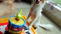 Os animais engraçados que jogam instrumentos musicais - engraçado pequenas criaturas compilação
