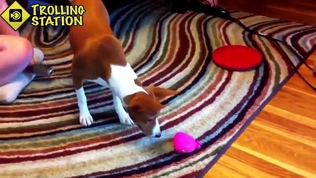 Animais engraçados. Grande coleção de animais engraçados