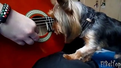 Yorkshire terrier divertido e engraçado. cão engraçado