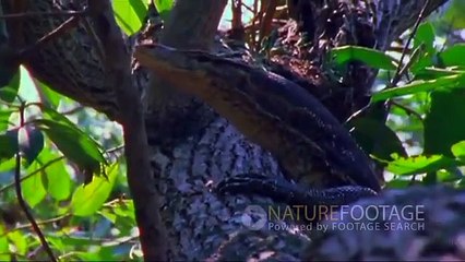 Fotos engraçadas com animais. Quebra-cabeças com animais selvagens