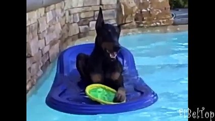 Dobermans recozido. Diversão com Dobermans
