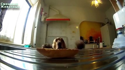 Produção de alimentos. Os animais engraçados obter comida