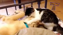 Animais acordar uns aos outros - animais engraçados (selecção)